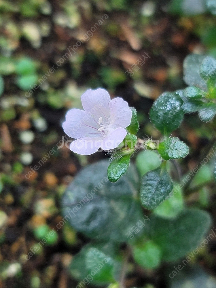 테라리움 비바리움 팔루다리움 정글식물 벌레잡이제비꽃 프리뮬리플로라 제주애기모람 바리에가타 신테니시 식충식물 아프리카...--9